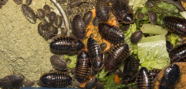 gutload insects